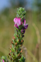 In the wild, Ononis arvensis blooms in the meadow