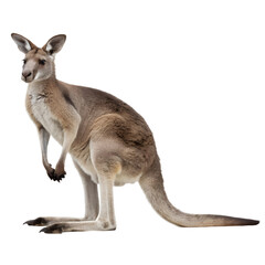Portrait of a kangaroo full body Isolated Trasnparent Background, Png Isolated, Trasnparent Background