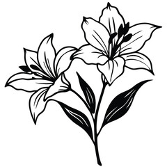 black and white lily flower