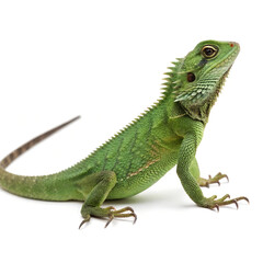 Fototapeta premium Full body of a green lizard Isolated Trasnparent Background, Png Isolated, Trasnparent Background