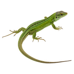 Naklejka premium Full body of a green lizard Isolated Trasnparent Background, Png Isolated, Trasnparent Background