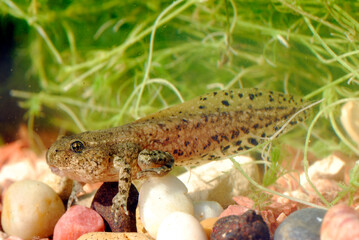 Photograph of a tadpole in the tetrapod phase of Perez's frog (Pelophylax perezi)