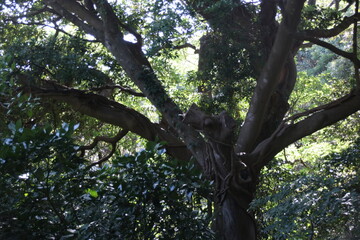 猿島のジャングル