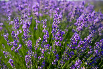 Beautiful image of lavender field over summer sunrise landscape. Blooming lavender field close-up.