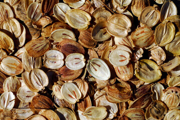 Fruits or seeds of wild angelica (Angelica sylvestris)