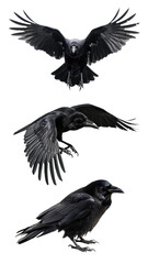 Obraz premium PNG Raven bird set, transparent background