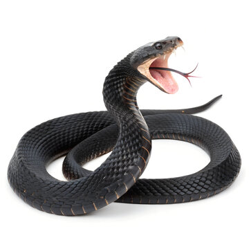 Dangerous serious venomous black snake, opened mouth Isolated Trasnparent Background, Png Isolated, Trasnparent Background