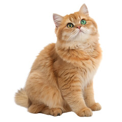 Cute British orange cat sitting Isolated Trasnparent Background, Png Isolated, Trasnparent Background