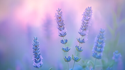 Naklejka premium Soft lavender flowers in a purple dreamy field peaceful nature scene calm bloom plant light image