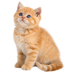 Fototapeta premium Cute British orange cat sitting Isolated Trasnparent Background, Png Isolated, Trasnparent Background