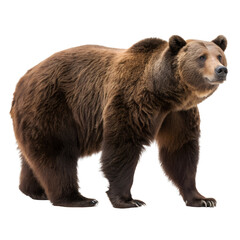 Brown bear full body Isolated Trasnparent Background, Png Isolated, Trasnparent Background