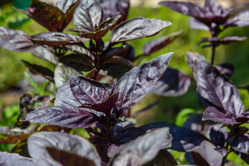Purple basil grow in vegetable garden. Dark opal basil plants texture