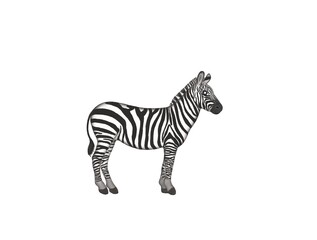 Illustration of zebra isolated on white background