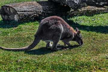 Bennett`s wallaby on the lawn. Latin name - Macropus rufogriseus	