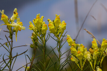 Flaxseed or wild snapdragon Linaria vulgaris is a medicinal herb. Wildflowers inflorescence