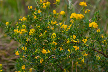 Medicago falcata, plant species of the genus Medicago. It is native to much of Europe and Asia