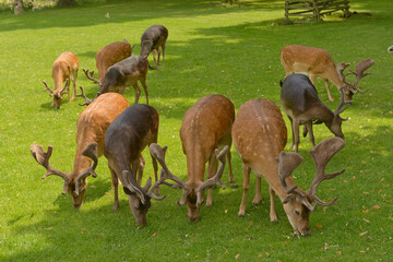 Fallow deer in the grounds of Blatna Castle, Czech Republic