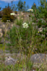 Cream scabious pincushion, Scabiosa ochroleuca, in flower