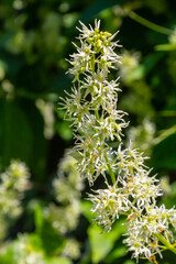Wild cucumber, Echinocystis lobata white flowers closeup selective focus