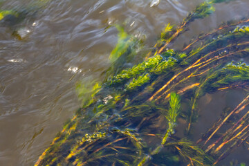 Ceratophyllum demersum aquatic plant in a stream