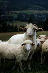 wild animals in mountain landskape 