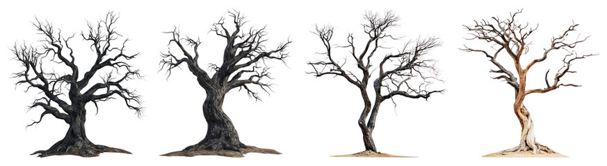 Fototapeta premium PNG Four mystical barren trees, element set on transparent background