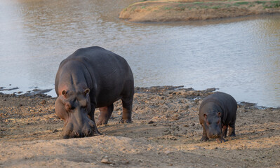 Flusspferd genannt Nilpferd - Hippo, im Krüger National Park - Kruger Nationalpark Südafrika