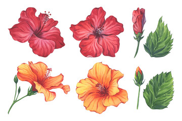 Orange Hibiscus Flowers and Leaves Watercolor Set