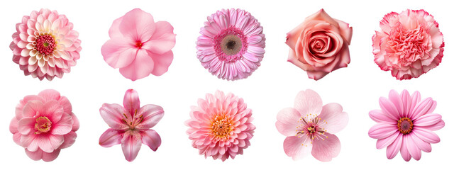PNG Vibrant pink floral collection, element set on transparent background
