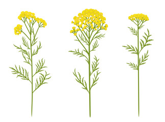 collection of blooming tansy herbs. medicinal wildflowers