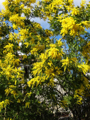Fototapeta premium Yellow mimosa tree in full bloom on sunny day. Close up, selective focus