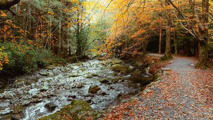 A walking path winds through an autumn forest next to a flowing creek 