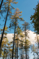 Looking up at fir trees illuminated by sunlight under a blue sky with clouds. 