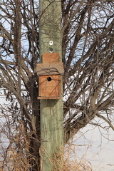 A small wooden bird house, nailed to a power pole, surrounded by a shrub that grew up around it. Snowy scene, in winter.