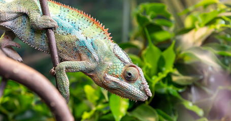 A close-up of a vibrant chameleon perched on a branch amidst lush green leaves, showcasing its colorful scales and intricate texture, highlighting nature's beauty.