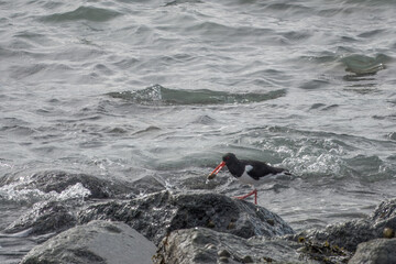 Oystercatcher haematopus ostralegus  on the rocks with its catch and the sea in the background
