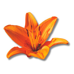 minimalist aeshetic color orange lily flower shadow isolated transparent backgroung PNG © Julia