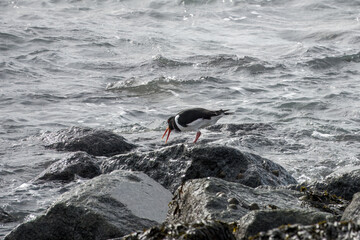 Oystercatcher haematopus ostralegus perched on the rocks hunting for food with the sea in the background