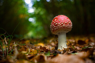 Amanita muscaria