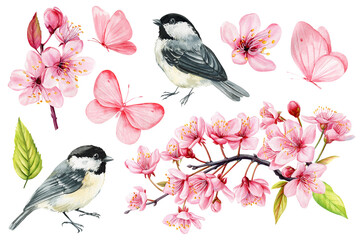 Beautiful spring set with tit birds, pink butterflies and cherry flowers, sakura watercolor isolated white background © Hanna