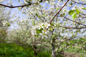 Obraz premium Selective focus flowering sprig of cherries. Flowering of fruit trees. 