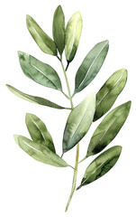 Obraz premium PNG Olive leaf annonaceae herbal plant.