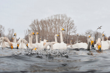 feeding whooper swans