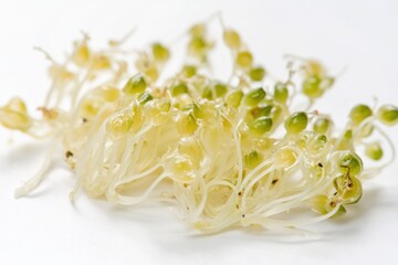 Fresh sprouts on a white background