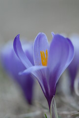 crocus