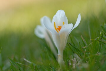 crocus