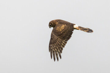Northern Harrier flies in the fog