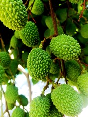 Green lychee on a tree in a lush garden with fresh leaves and summer fruits