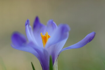 crocus