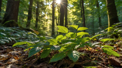 Obraz premium Butning Forest. New trees in a forest clearing. Sunlight through the trees illuminates the young shoots.
